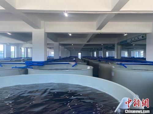 文昌鼓励鱼虾 上楼 养殖 加快转型发展现代渔业